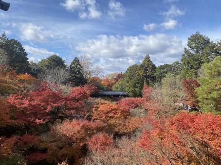 もみじ もみじ 自然,素材,寺院の写真素材