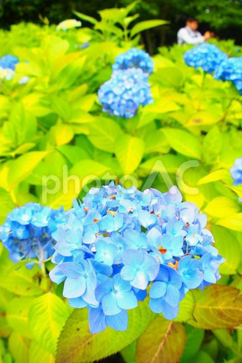 あじさいの季節 紫陽花,あじさい,アジサイの写真素材