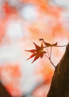秋に包まれて… 紅葉,秋,葉の写真素材