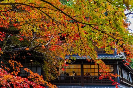 紅葉風景 紅葉風景,紅葉,箕面の写真素材