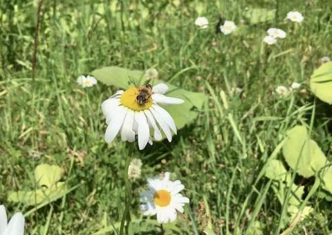 花にハチ 花にハチの写真