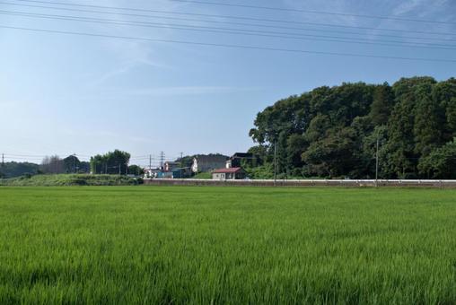 水田のある夏の田舎の風景 水田のある夏の田舎の風景の写真
