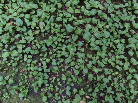 Plantain Ground Cover, JPG Plantain Ground Cover, JPG