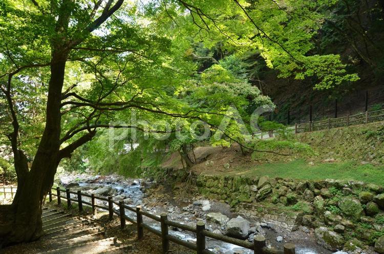 養老の滝へと続く道の上で 養老の滝,養老,せせらぎの写真素材