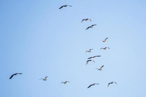 カワウのV字飛行⑵ カワウのV字飛行⑵の写真