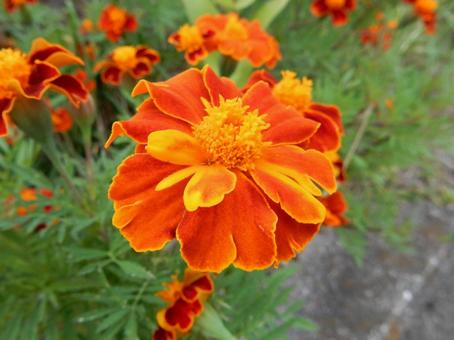 【花の写真】マリーゴールド 【花の写真】マリーゴールドの写真