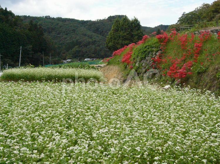 蕎麦畑 美星町,蕎麦,蕎麦畑の写真素材
