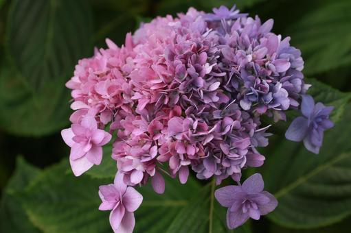 ガクアジサイ ガクアジサイ,アジサイ,花の写真素材