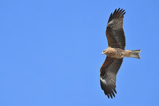 Black Kite, JPG