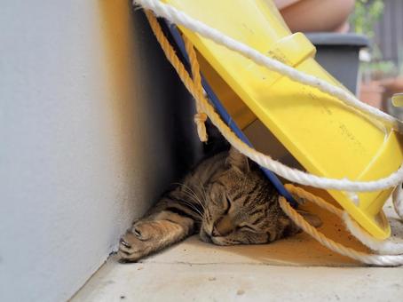 屋外の物陰で昼寝する野良猫 屋外の物陰で昼寝する野良猫の写真