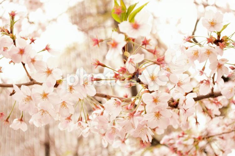 ソメイヨシノの桜の花 ソメイヨシノ,桜,春の写真素材