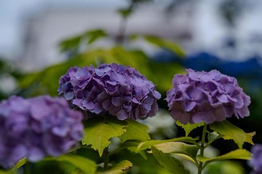 指扇アジサイまつり2025年 指扇アジサイまつり2025年 アジサイ,紫陽花,花の写真素材