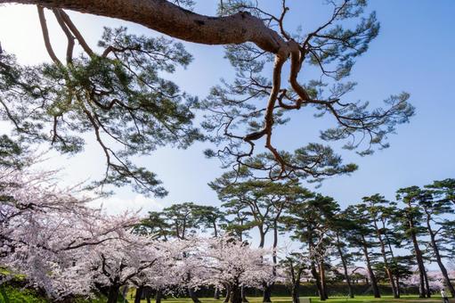 松林と満開の桜 松林と満開の桜の写真
