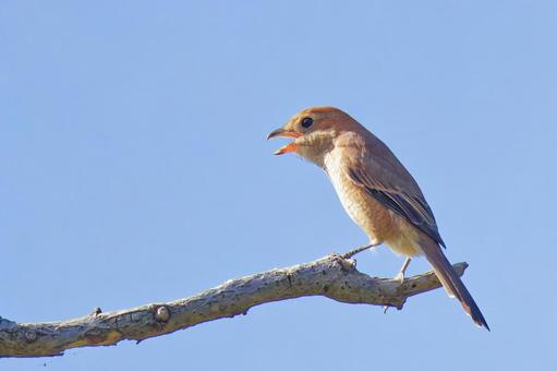 秋晴れに高鳴きするモズの雌 秋晴れに高鳴きするモズの雌 モズ,もず,鵙の写真素材