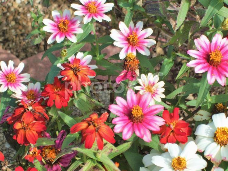 色鮮やかなジニアの花の季節 ジニア,ピンク,ピンクの花の写真素材
