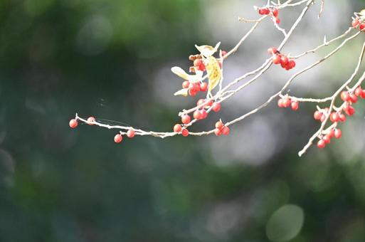 赤い実をつける 赤い実をつけるの写真