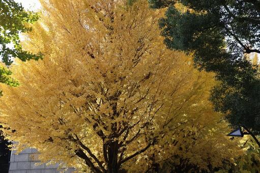 黄色に色づくイチョウ並木のある街並み 黄色,色づく,イチョウの写真素材