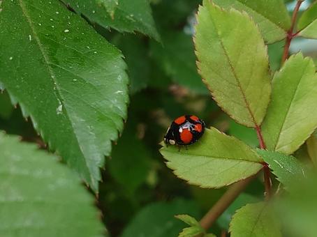 ナミテントウ ナミテントウ,昆虫,虫の写真素材
