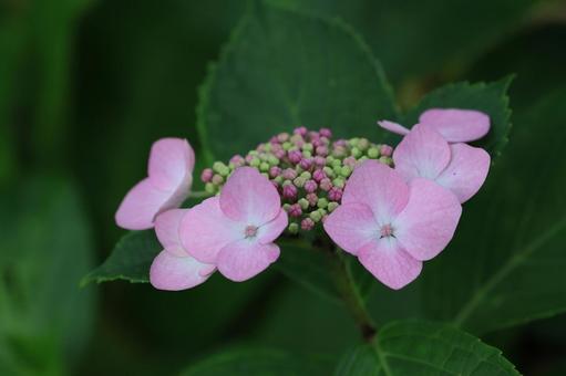 ガクアジサイ ガクアジサイ,紫陽花,装飾花の写真素材