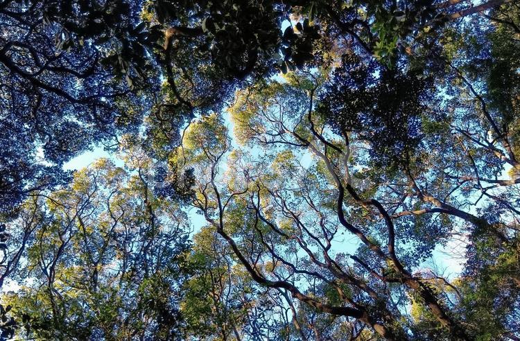 見上げる木々の隙間から見える空 木,木々,見上げるの写真素材