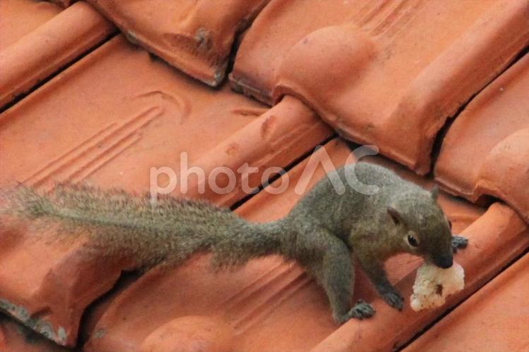 バリの休日　リスとの出会い リス,バリ島,ヌサドゥアの写真素材
