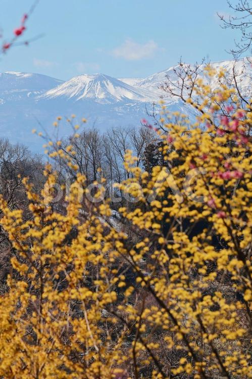 春の公園のイメージ 公園,春,自然の写真素材