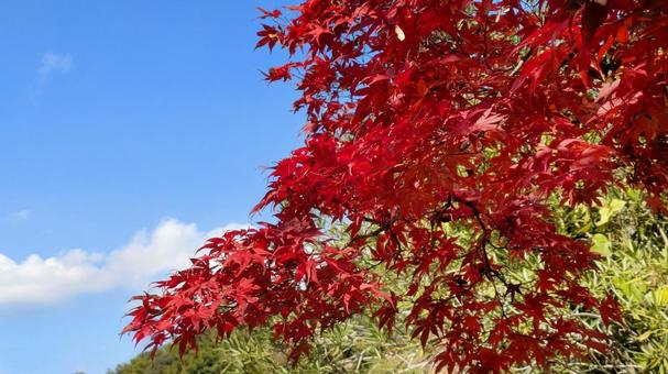 紅葉-123 もみじ,秋色,秋イメージの写真素材
