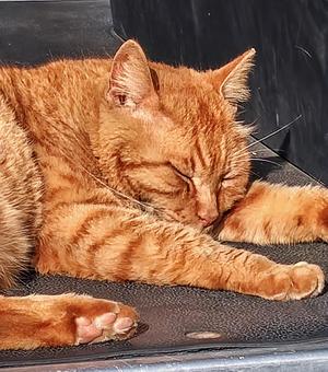 cat, JPG cat, JPG