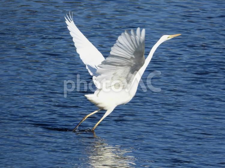 魚を追いかけ飛び跳ねるダイサギ 鳥,野鳥,ダイサギの写真素材