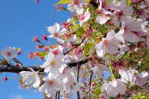 春の桜と晴天 春の桜と晴天の写真