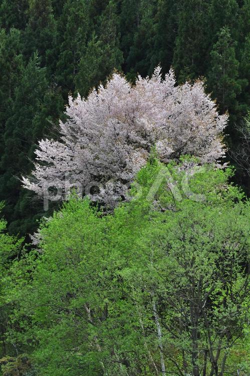 片品村の無名桜 桜,春,片品村の写真素材