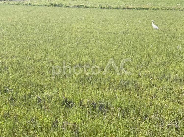 田んぼとシロサギ みどり,自然,田んぼの写真素材