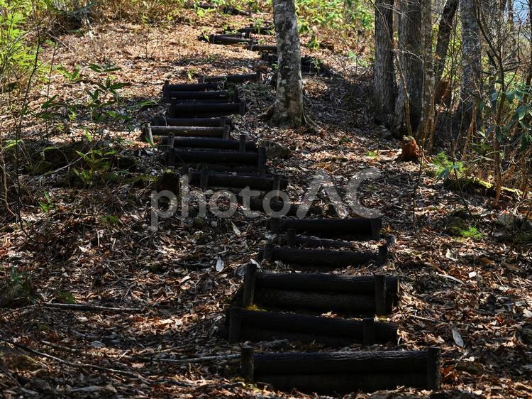 十二ヶ岳登山道の木道階段 木,風景,自然の写真素材