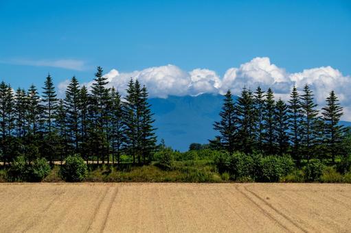 斜里岳を背景に広がる畑 斜里岳を背景に広がる畑の写真