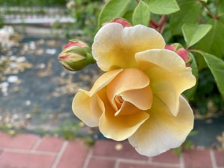 Photo, roses, rose, bud, 