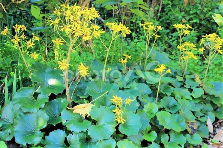 つわぶきの黄色い花畑 つわぶき,黄色い花,たくさんの花の写真素材