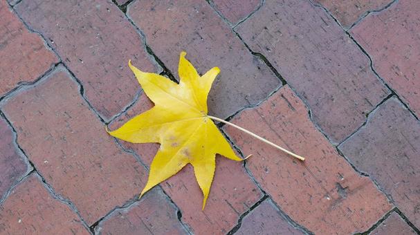 【植物の写真】モミジバフウの葉の写真