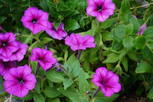 Photo, saffinia, purple, summer, 