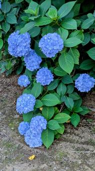 紫陽花 紫陽花の写真