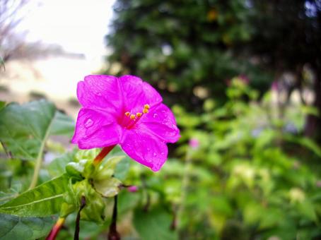 雨上がりに咲くピンクの花（オシロイバナ） 花,ピンクの花,オシロイバナの写真素材