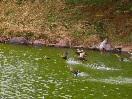 Duck, JPG