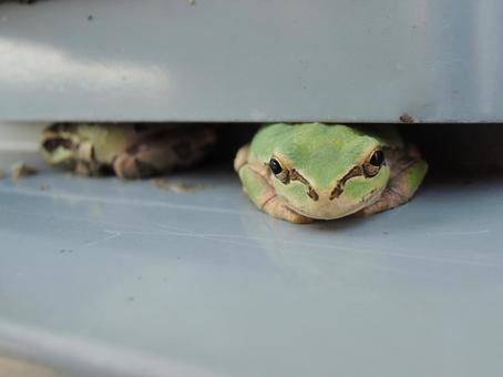 隙間に入る蛙 隙間に入る蛙 アマガエル,雨予感,子供カエルの写真素材