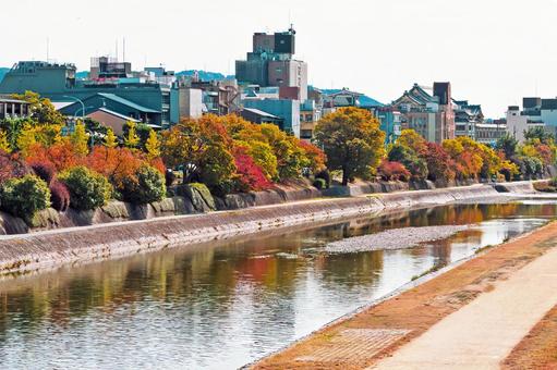 色づく木々が美しい京都・鴨川の秋景色 色づく木々が美しい京都・鴨川の秋景色 京都,鴨川,秋の写真素材