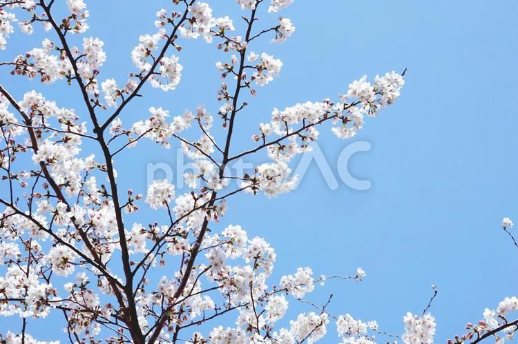 桜　枝　青空　 桜,さくら,花の写真素材