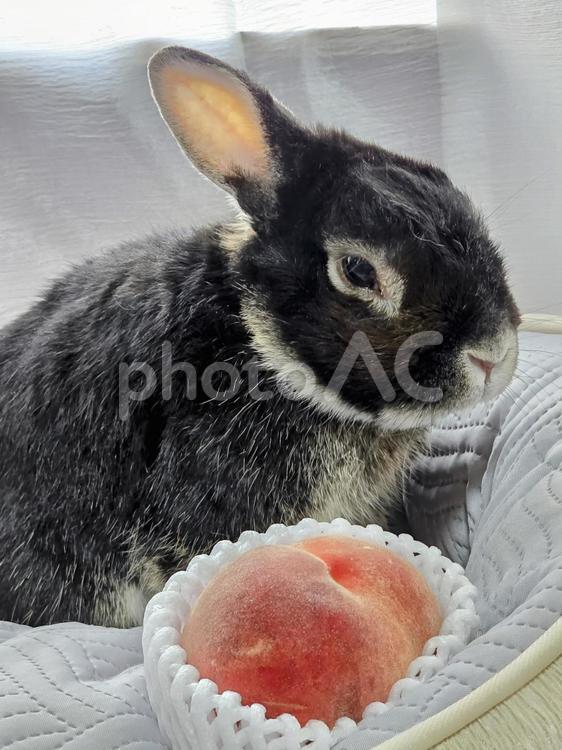 うさぎと桃 うさぎ,ウサギ,草食動物の写真素材