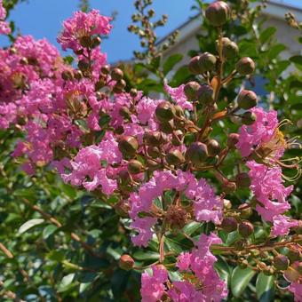 Crape myrtle, JPG Crape myrtle, JPG