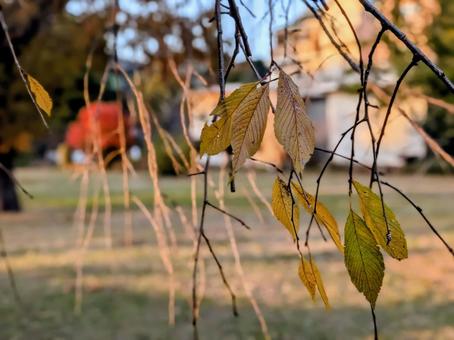 秋の景色 秋,紅葉,枯れ葉の写真素材