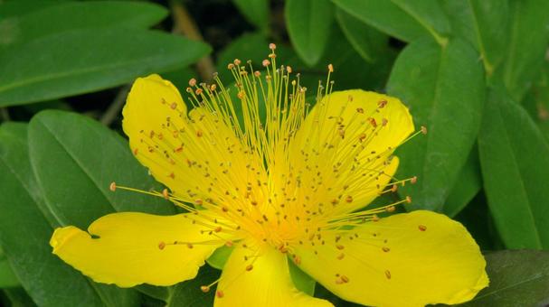 セイヨウキンシバイの花_04 セイヨウキンシバイの花_04の写真