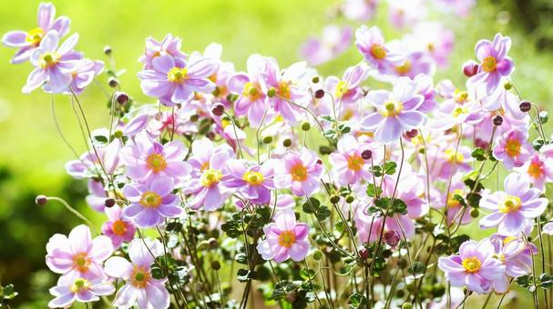 シュウメイギク-80 シュウメイギク-80の写真