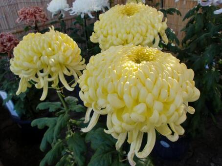 黄色いのキクの花 植物,花,黄色い花の写真素材